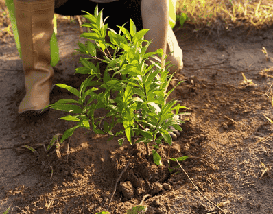 低维护成本苗木推荐：5种高性价比绿篱植物行情