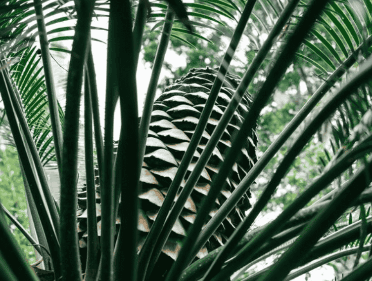 广东地区棕榈科苗木最新价格行情调查