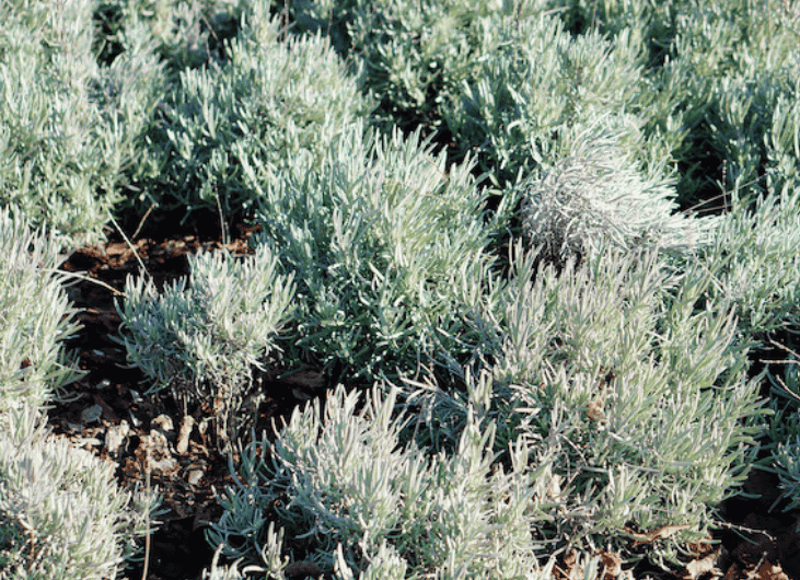 地被植物价格一览：麦冬、鸢尾、佛甲草市场价