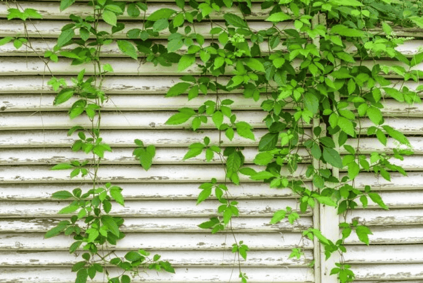 藤本植物行情：凌霄、爬山虎、紫藤价格对比