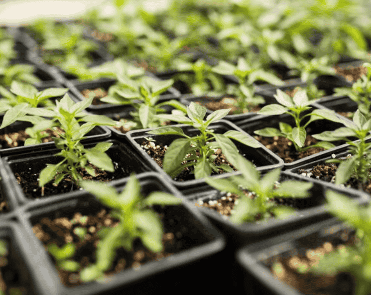 容器育苗技术普及，会拉低传统地栽苗价格吗？