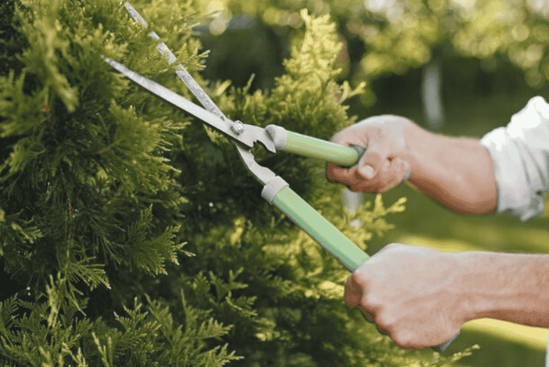 修剪整形技巧：不同苗木品种的修剪周期