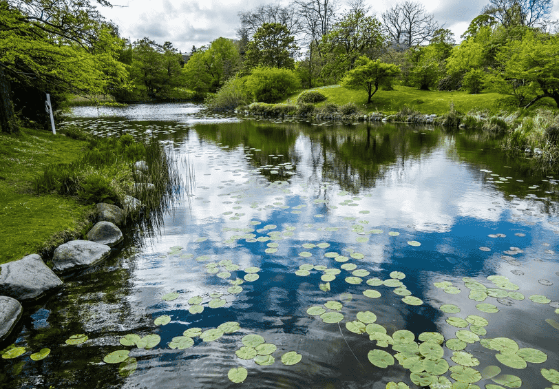 湿地绿化首选什么树，耐水湿苗木品种清单